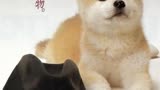 日本版《忠犬八公》