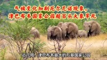 气候变化加剧厄尔尼诺现象，津巴布韦国家公园超百头大象旱死