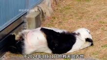 花花没有姑奶奶了，大熊猫旦旦于2024年3月31日抢救无效去世，享年29岁