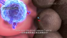 nature video-tumor immunology and immunotherapy