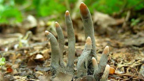 长得最丑的蘑菇,极像死人的手指