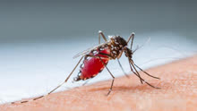 艾滋病会通过血液传播，蚊子咬了艾滋病人又咬正常人，会被感染吗
