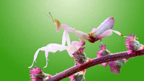 跟兰花一样的螳螂您见过吗?貌美如花说的就是它吧!