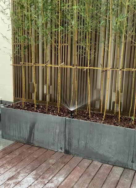 花园设计 背景铜艺屏风前面栽植金镶玉竹,水泥花箱,松鳞覆盖,配上