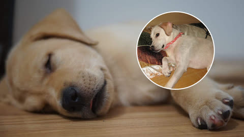 狗狗睡觉的时候也会像人一样抖动?到底是什么原因?
