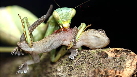 蜥蜴vs螳螂,巅峰对决,谁才能更胜一筹?结局很意外!