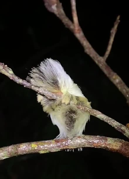 亞馬遜特有絨蛾的幼蟲,一旦接觸甚至會