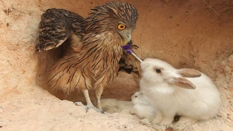 兔子和鹰谈判图片