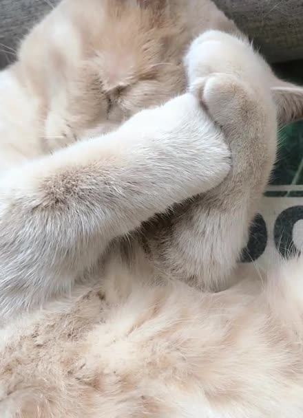 小毛球的抱头杀