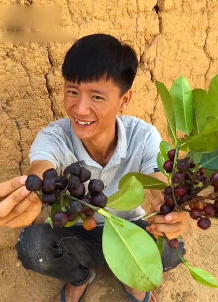 斑鸠屎果图片