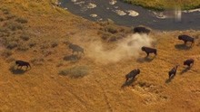 野牛在在恋爱季节，喜欢聚集在著名的黄石间歇泉附近谈情说爱