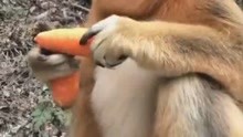 路边偶遇了秦岭野生金丝猴，就随手给了两根萝卜