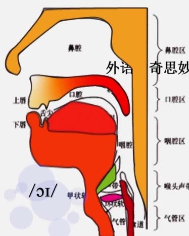 1548个英语音标舌位结构图发音器官图英语入门英语教学