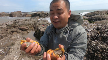 赶海大熊详细资料图片