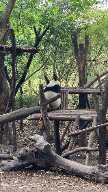 熊猫挂在树上的背影图片