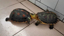 早上发现家里的黄缘盒龟在阳台有动静，原来是公龟向母龟求偶了