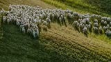 《少林寺》——牧羊曲