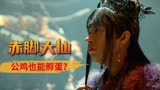 赤脚大仙：为了有吃不完的金蛋，竟想出这出，公鸡也能孵蛋？