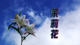 茉莉花