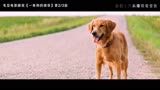 一条狗的使命（2）