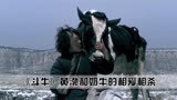 黄渤不要片酬拍摄《斗牛》，和十几头奶牛相处，相爱相杀~