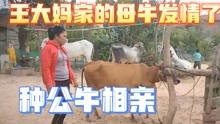 30岁王大妈家的母牛发情了，给种公牛相亲，这次能成功？