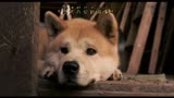 七分四十秒看完忠犬八公的故事这部电影尽管看过很多遍还是会流泪