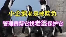 新来的企鹅老是被欺负，暖心管理员给它变装相亲，找个老婆保护它