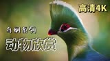 动物世界鸟类4K高清欣赏