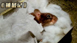 捕鼠记第二段，看聪明的舒克去对战213烈猫#影视解说
