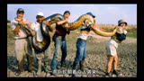 一条巨蛇认陌生小孩做主人《民间故事》
