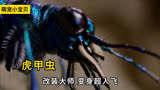 虎甲虫改装大师 变身超人