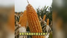 玉米使用苄氨烷醇的效果