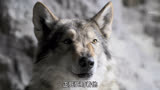 原来历史上第一只狗是这么诞生的 #阿尔法狼伴归途 #高分电影