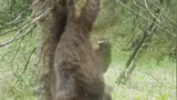会跳舞的熊你见过吗？ #寻找1000位科普达人 #我在涨知识  #保护动物人人有责