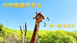 《动物园里有什么》蒋一帆/包可艾，回回头，其实已经拥有