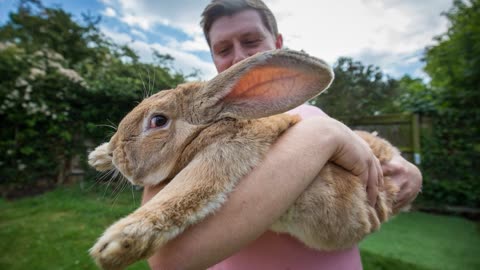 世界上最大的兔子,长12米重达45斤,一年伙食费高达250