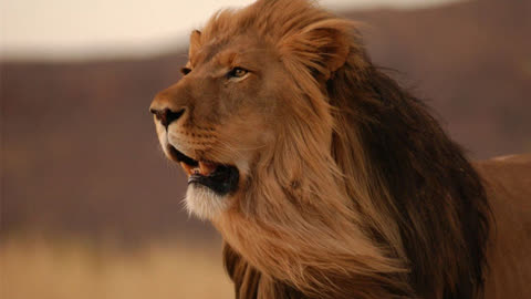 公狮成为新狮王后第一件事就是清理门户,太残忍了!