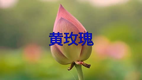 歌曲《黃玫瑰》,烏蘭託婭居然唱的這麼好,太走心了