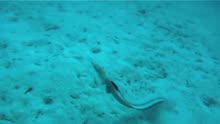 博比特虫强大到连海鳗都敢捕食