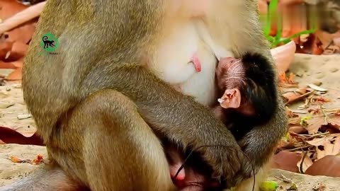 母猴 分娩图片