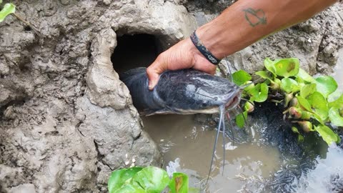 徒手捉鱼:男子在河岸边挖了一个深洞,抓出一条好大的鲶鱼!