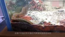 水族馆的鱼莫名失踪，巨型博比特虫藏缸底10年未被发现