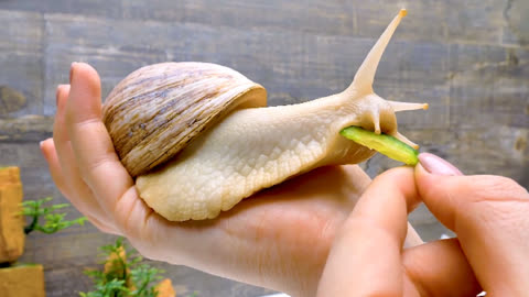 蜗牛也成了宠物,来静距离看看它是怎么吃东西的