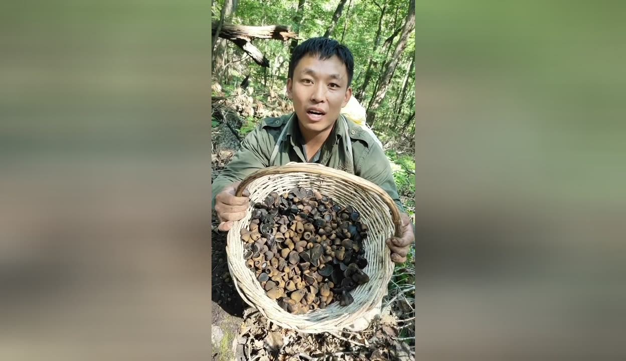 今天在森林里遇到猪拱嘴蘑了一种菌类长在枯死的柞树上雨后就长出来了