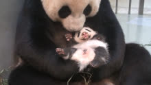 熊猫妈妈照顾幼崽，用舌头帮助小熊猫排便，细心呵护的画面太温馨