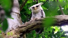 稀有鸟类林雕鸮的叫声，两道竖起的眉毛，非常霸气！