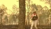 ，澳大利亚新南威尔士州山火肆虐，据估计有350只以上的考拉死于大火中。