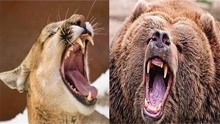 动物世界：棕熊大战美洲狮，注意看！腿法才是制胜关键！