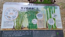 竹林，竹子的作用介绍